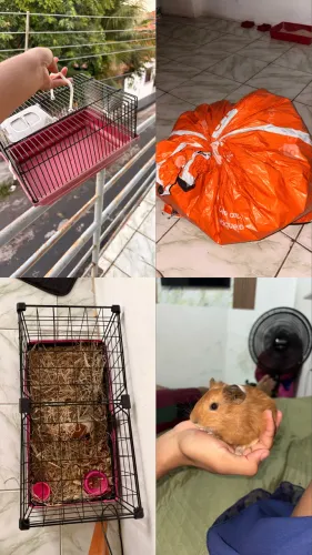 Vendo esse porquinho da índia filhote 3 meses ,acompanha cercado