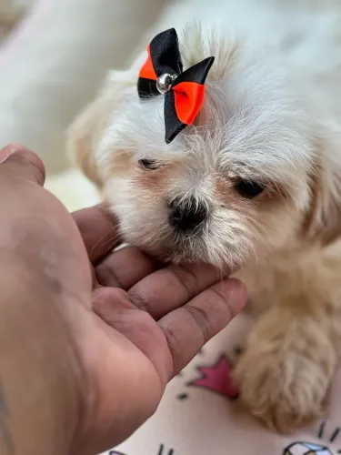 Shih Tzu um amor pelo dono.