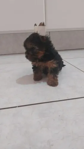 Filhotes de Yorkshire