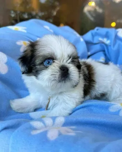 Filhotes de Shih Tzu | Fofos como nunca viu!