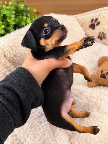 Filhote Pinscher macho zero 