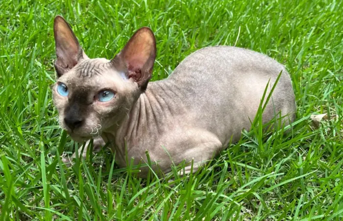 SPHYNX FÊMEA NÃO CASTRADA ADULTA