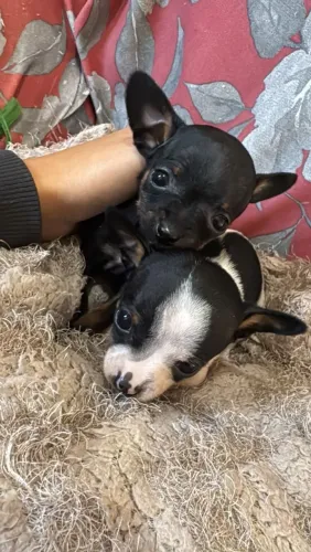 Pinscher