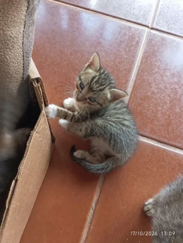 Doando 3 filhotes de gato