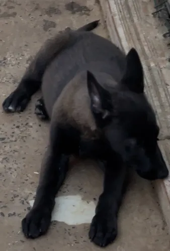 Filhotes de malinois 