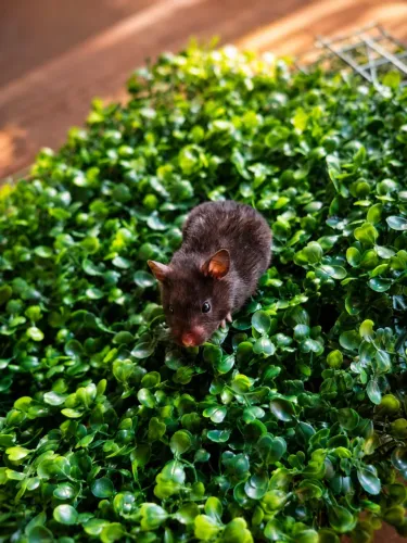 Hamster com kit completo.