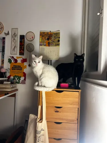 Gatos para adoção 