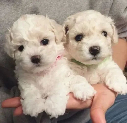 Filhotes de poodle toy lindos