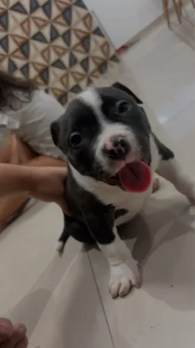 Bully