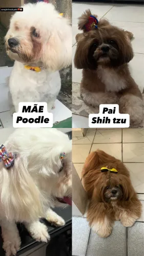 ? Lindos Filhotes Shih-poo (Shih-tzu + Poodle) - Muito Fofos e Bem Cuidados!?