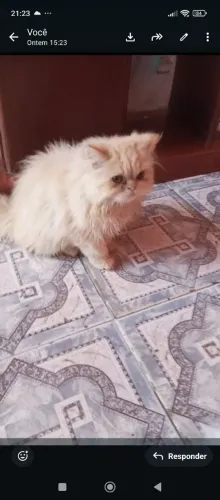 Lindo gato laranja  persa macho à venda