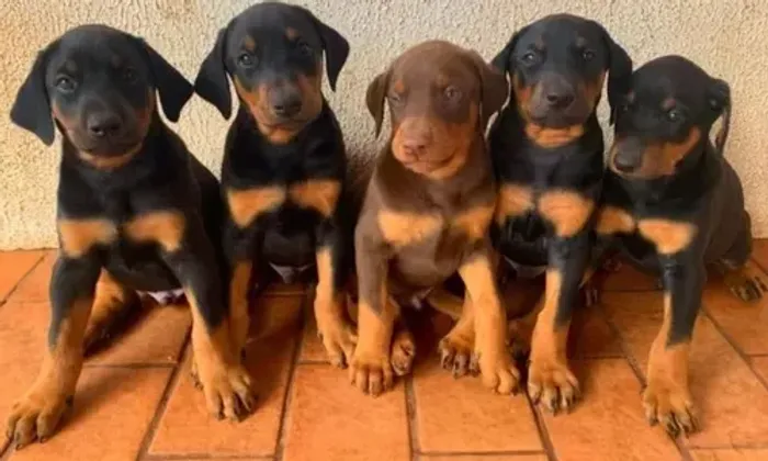 Doberman Garantia e Pedigree