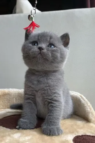 British shorthair - filhotes conferir 