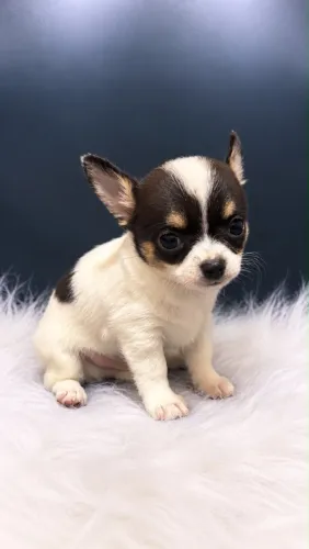 Chihuahua