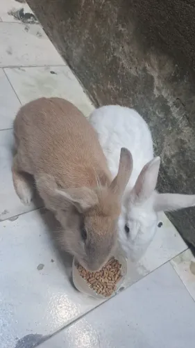 Coelhos para vender, macho e fêmea