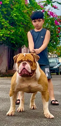 Olde Engles Bulldog