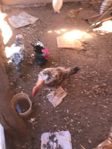 Galinhas melhorada e caipira 