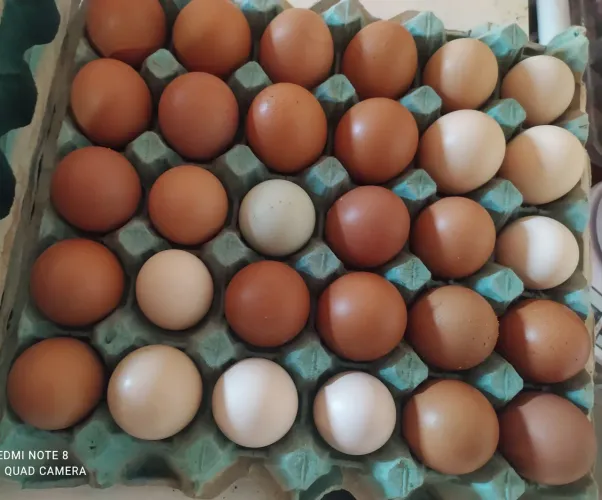 Ovos caipira