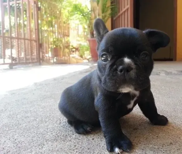 Bulldog frances docil e companheiro