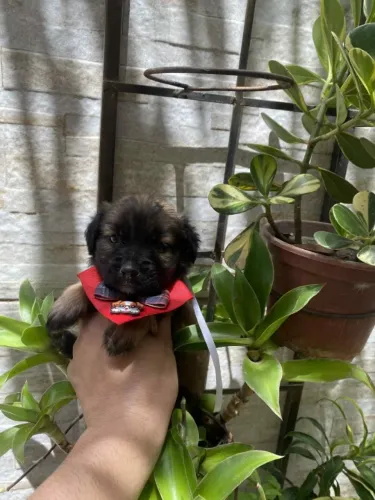 Cachorros ilasa com poodle