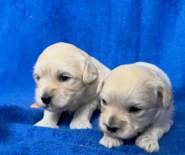 Poodle toy com maltês brancos machos passo cartão