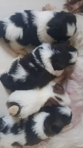 Vendo filhotes de shitzu 