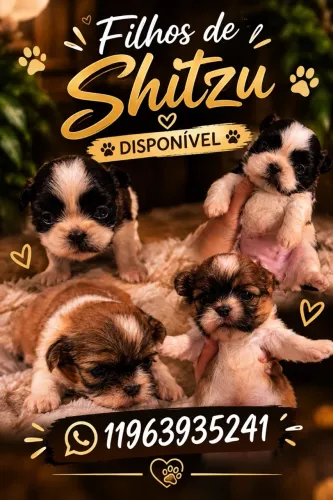 Filhotes de Shitzu 