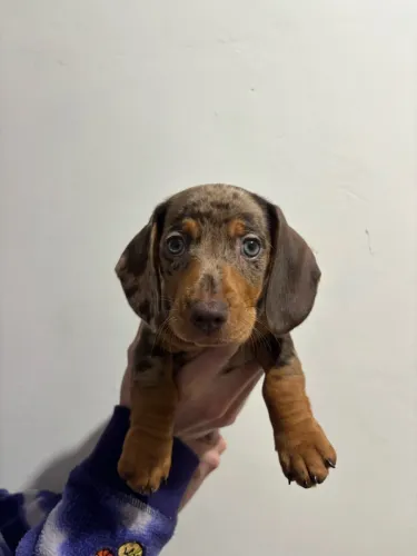 ? Filhotes de Dachshund à venda!