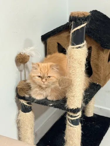Procuro Gato Persa Macho para cruzar