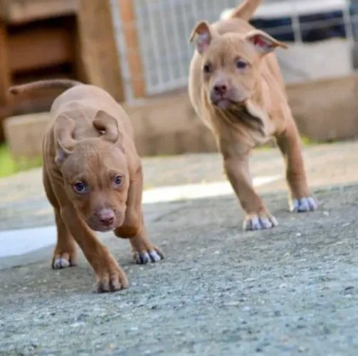 Pitbull Afeto que ensina paciência
