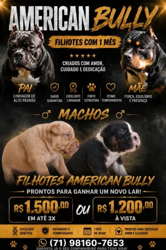 Filhotes American
