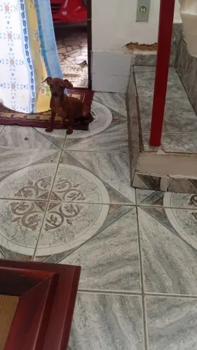 Filhote Pincher raça pura número 1 fêmea 3 mêses dispenso curioso por que tenho ocupação. 