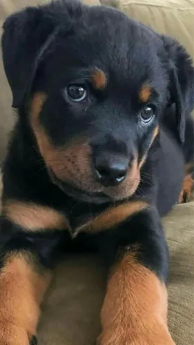 Rottweiler Pronto Para Te Conquistar De Verdade 