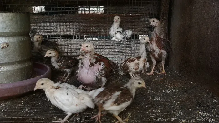 Pintinhos caipira