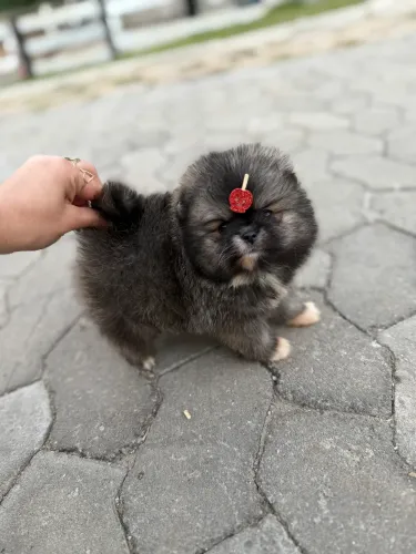 Spitz alemão