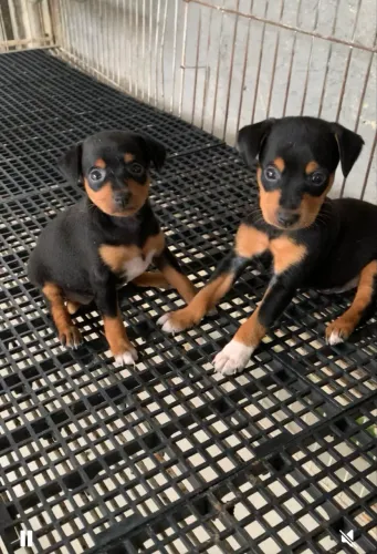 Pinscher fêmea e macho ac cartão 