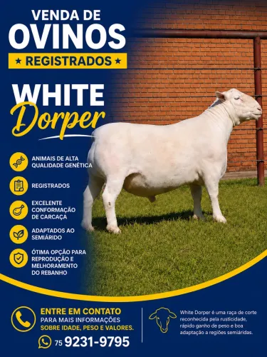 Machos White Dorper disponível