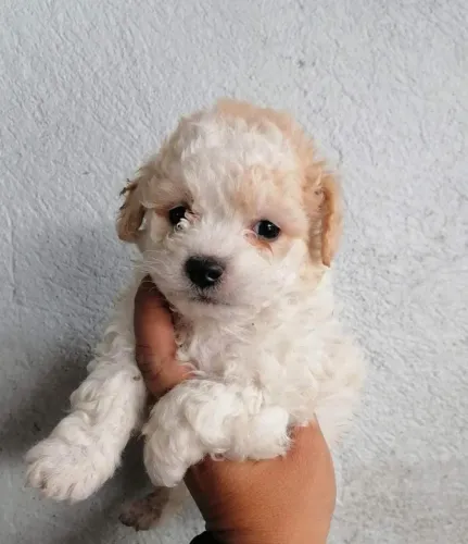 Filhotes de Poodle - Conheça Seu Novo Amigo