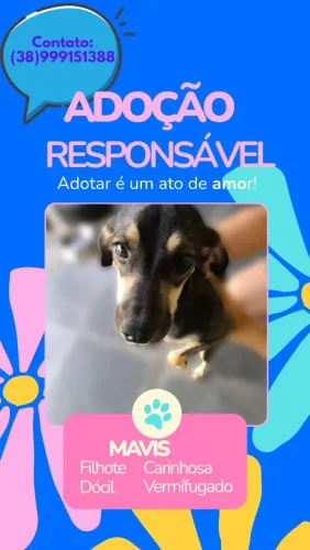 Doação de Pet