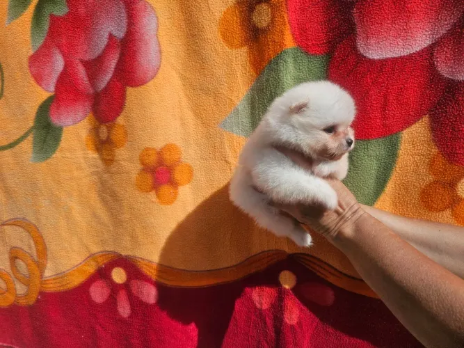 Spitz Alemão Anão