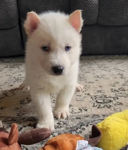 Filhotes de Husky Siberiano | Encantador em cada detalhe.