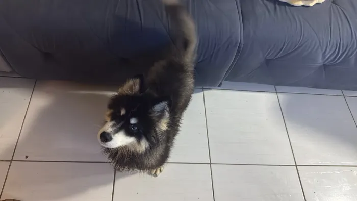 Husky siberiano