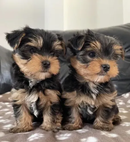 Filhotinhos de Yorkshire Terrier disponível