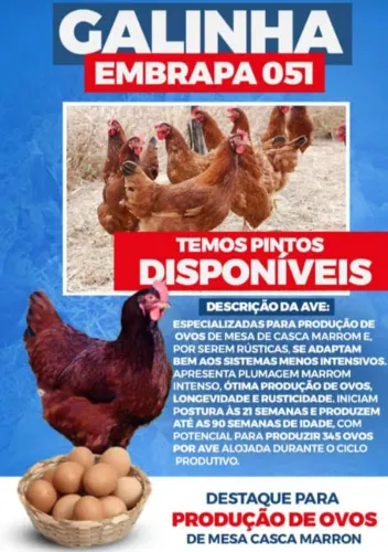 Galinhas Embrapa 051 postura 