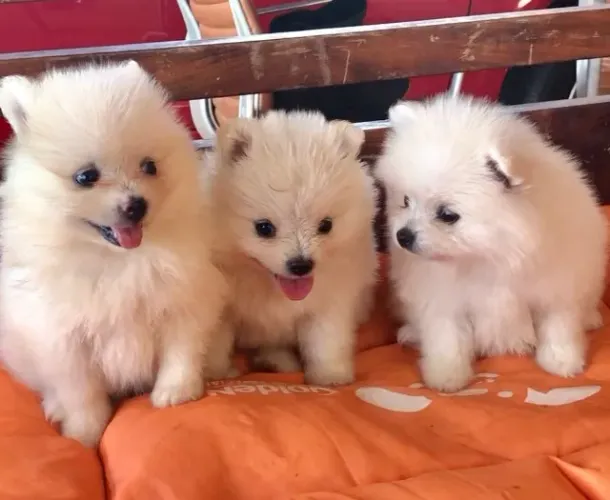 Fêmeas de Spitz alemão em loja filhotes com 55 dias todas vacinada e com pedigree