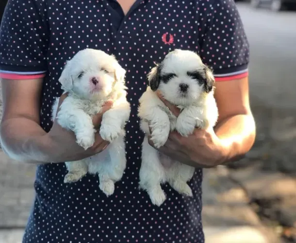 Shih Tzu - Fêmeas maravilhosas em loja - Filhotes já vacinados (V10 importada)