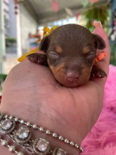 Pinscher miniatura chocolate 