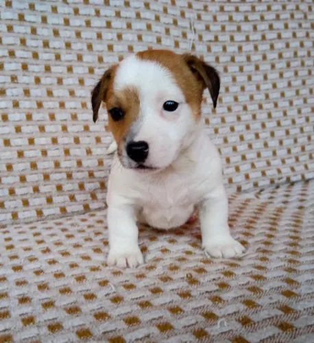 Jack Russell com pedigree ? só filhotes selecionados!