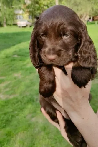 Filhote de Cocker Spaniel Inglês