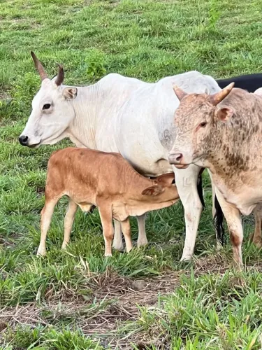 Procuro fazenda pra alugar para gado